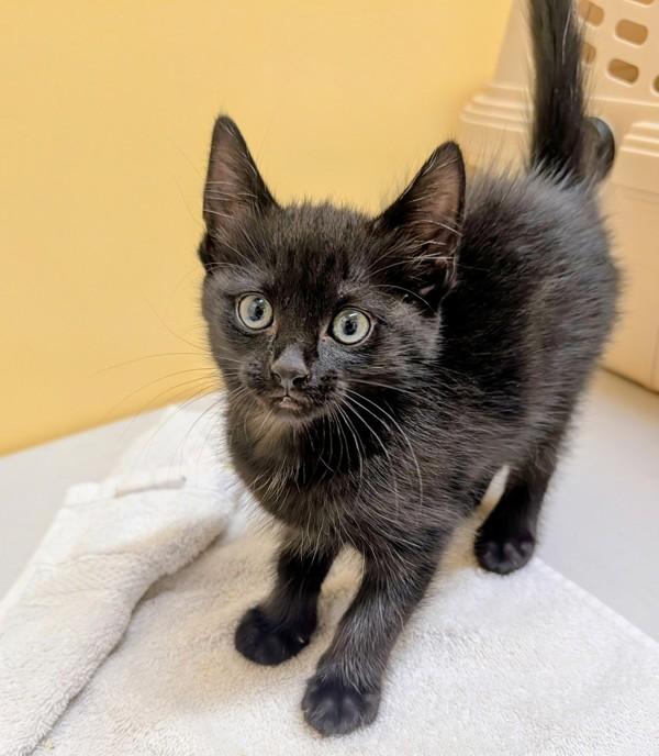 Go-Go, Adoptable, Kitten Female Domestic Short Hair.
