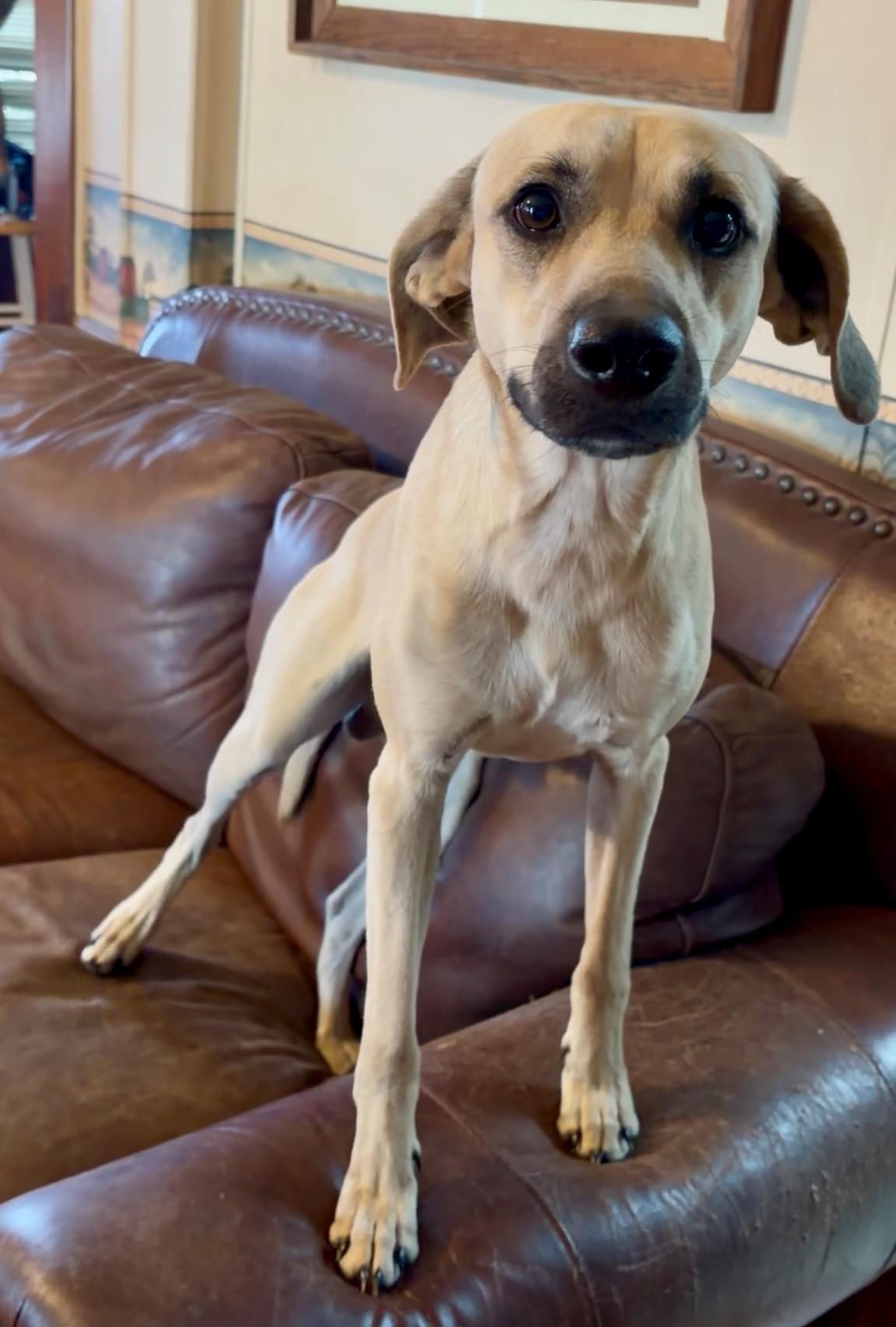 Enlarge MaRoo-Needs a sidekick, a Adoptable mixed breed in Davenport, IA image 3/6