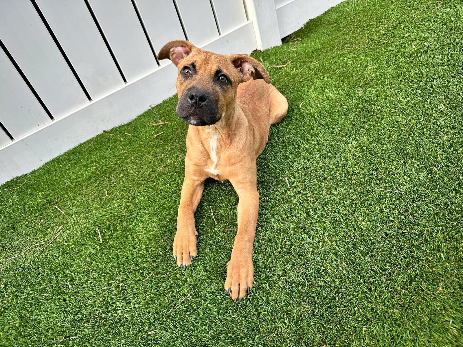 Enlarge Mudslide, a Adopted Pit Bull Terrier in Berlin, NJ image 1/2