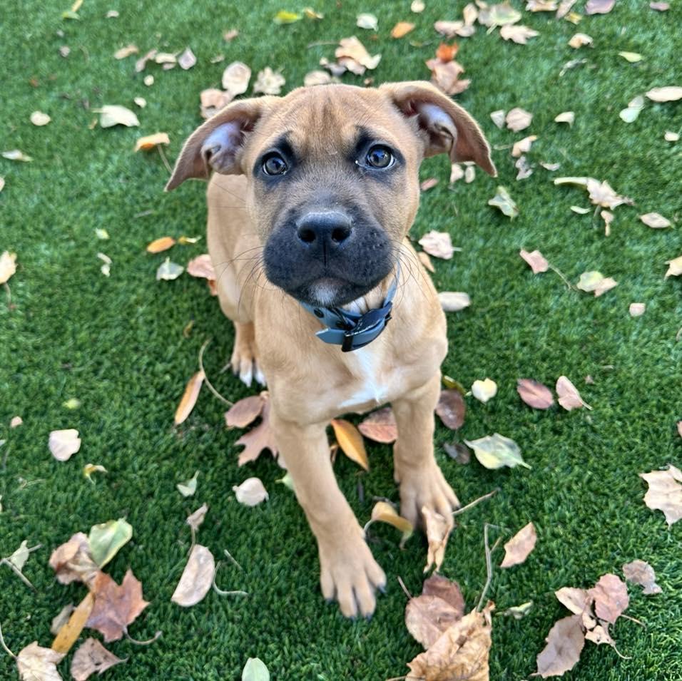 Enlarge Mudslide, a Adopted Pit Bull Terrier in Berlin, NJ image 2/2
