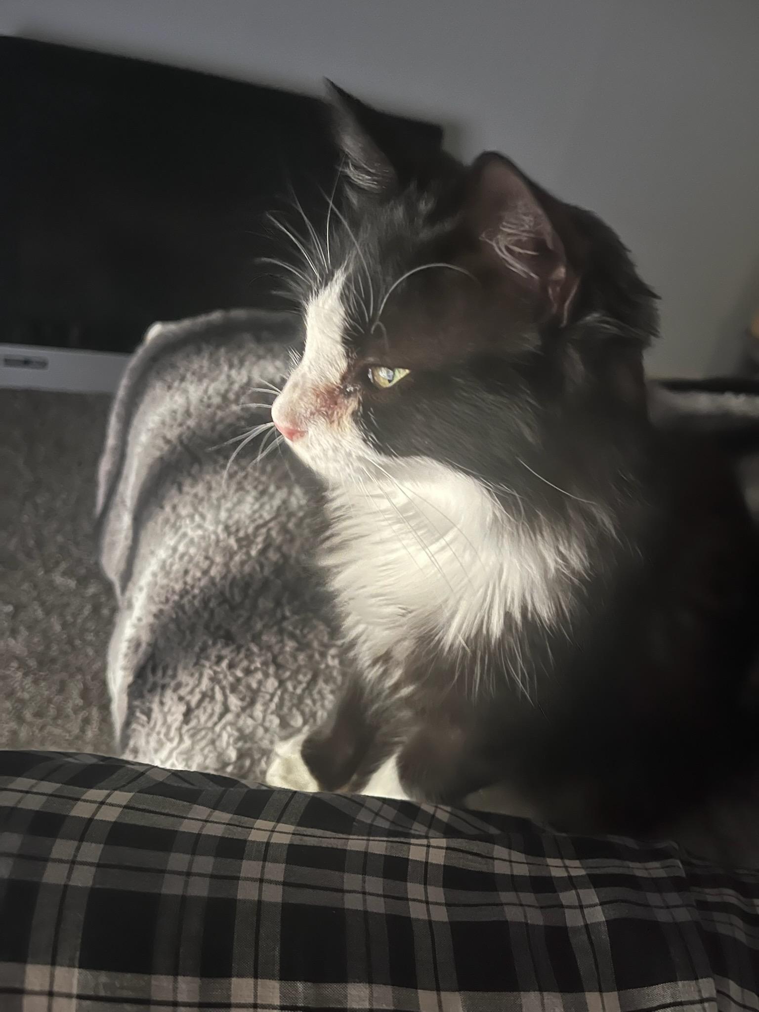 Celby "Kelby", ADOPTABLE, Adult Female Domestic Medium Hair.