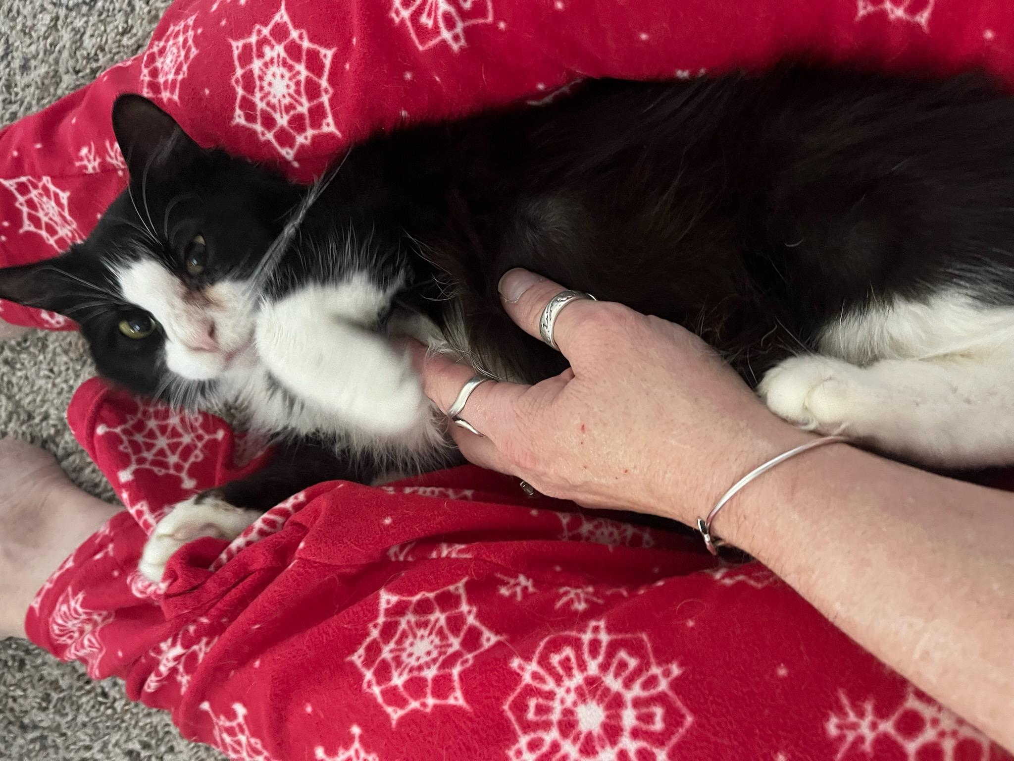 Enlarge Celby "Kelby", a ADOPTABLE Domestic Medium Hair in Lubbock, TX image 2/2