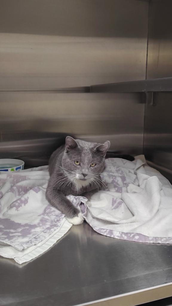 Jasper, Adoptable, Young Male Domestic Short Hair.