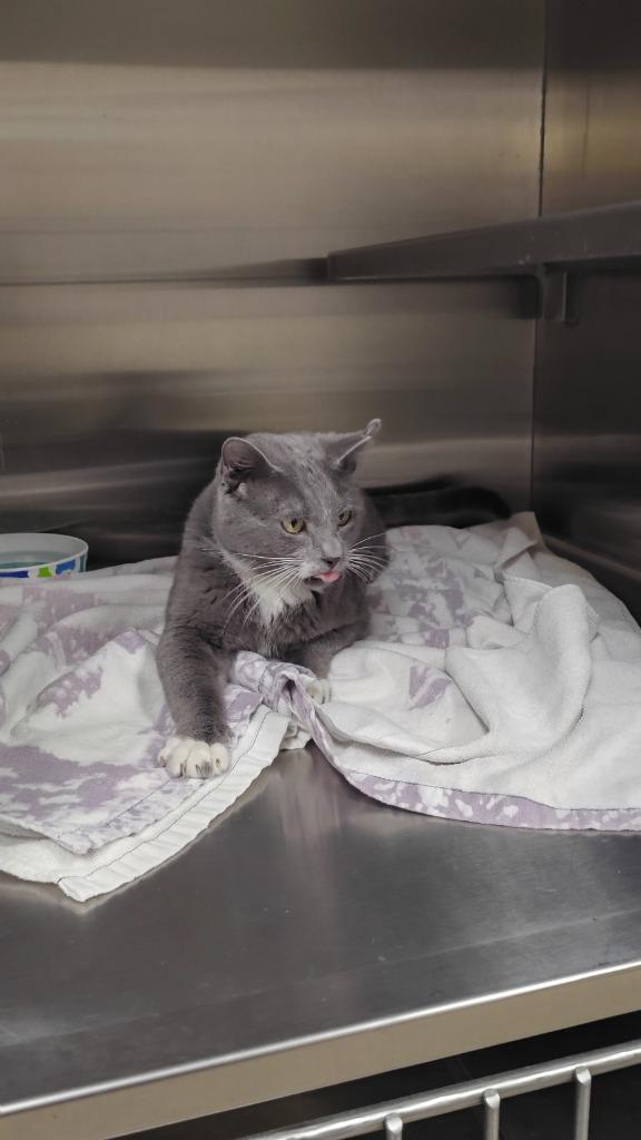 Enlarge Jasper, a Adoptable mixed breed in Great Bend, KS image 2/2