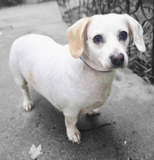 Sadie, Adoptable, Adult Female Dachshund.