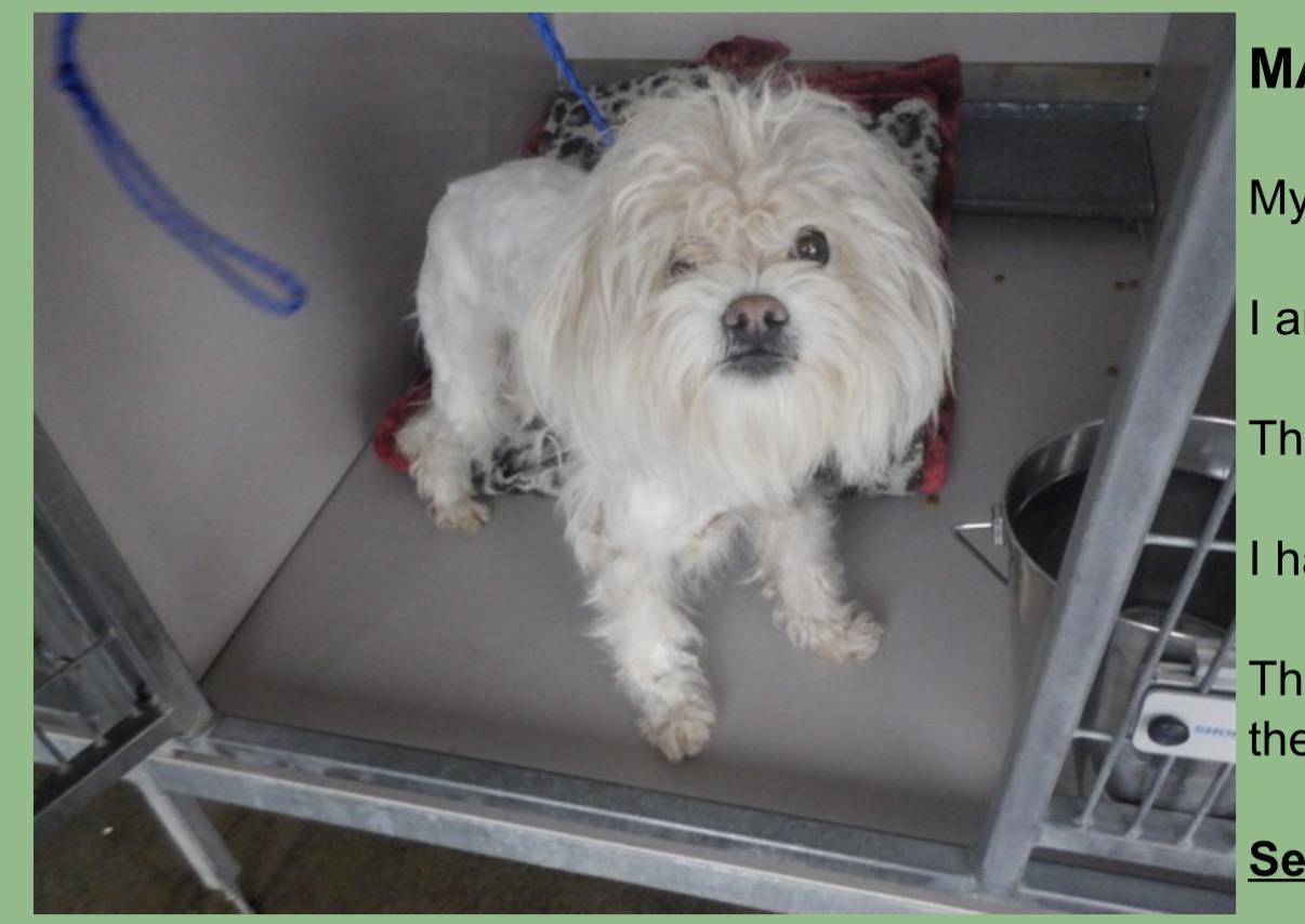 Enlarge Maggie, an adopted mixed breed in Chico, CA image 4/6