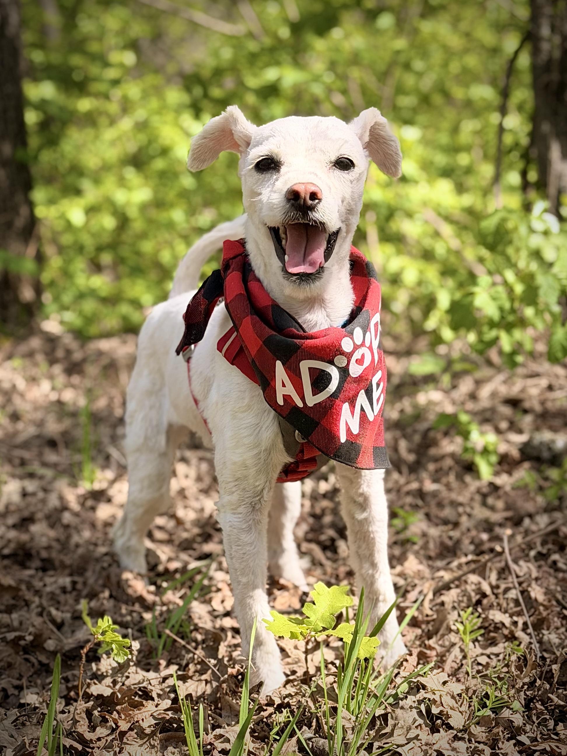 Enlarge Maggie, an adopted mixed breed in Chico, CA image 5/6