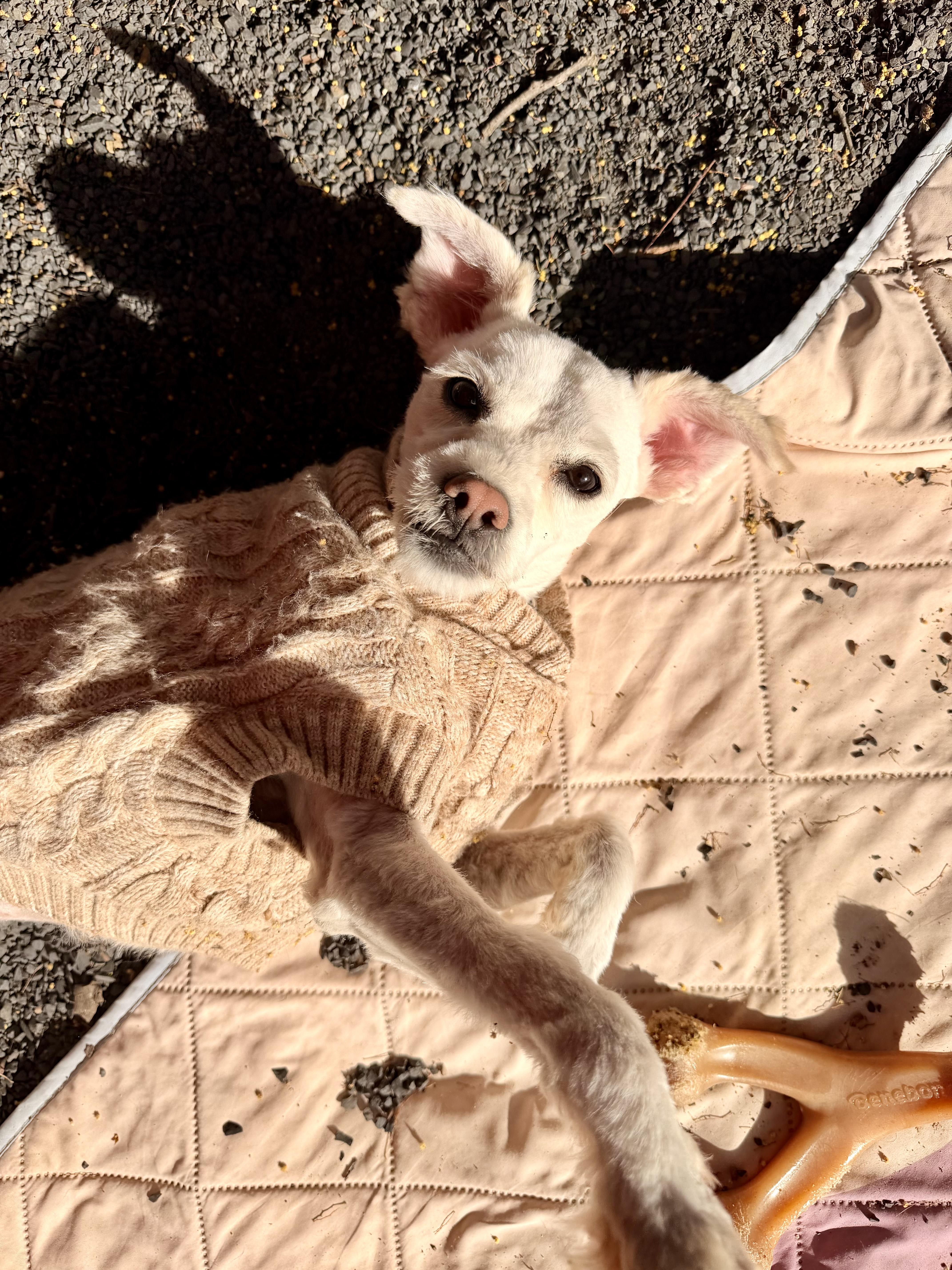 Enlarge Maggie, an adopted mixed breed in Chico, CA image 2/6