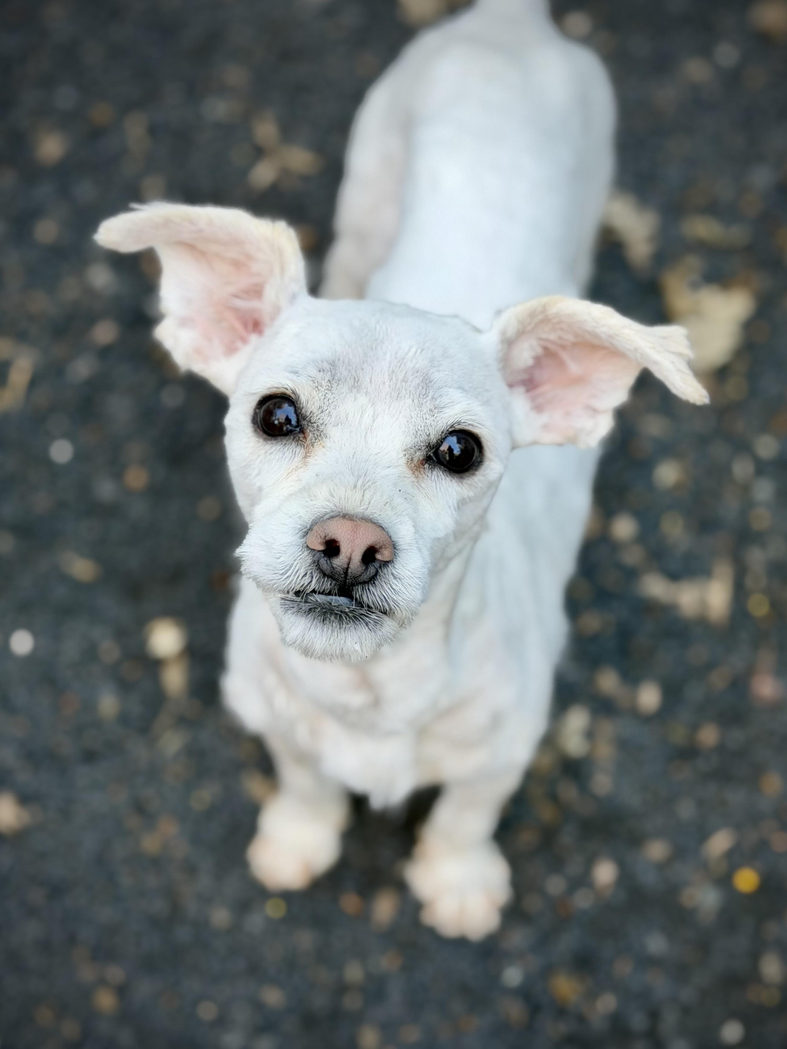Enlarge Maggie, an adopted mixed breed in Chico, CA image 3/6