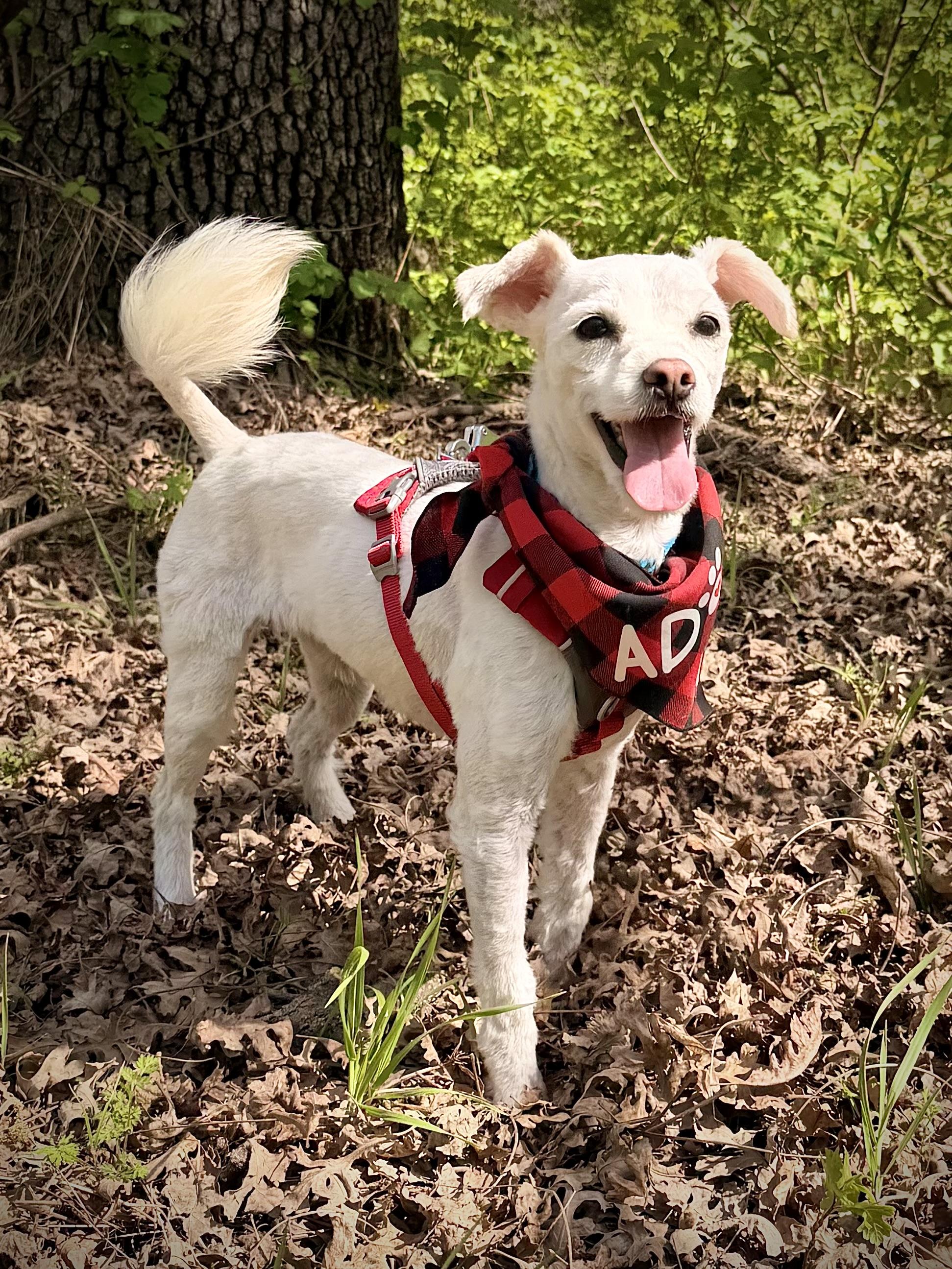 Enlarge Maggie, an adopted mixed breed in Chico, CA image 1/6