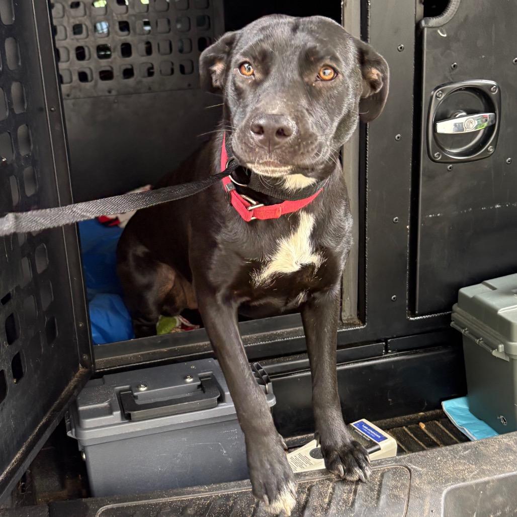 Sweet Pea, Adoptable, Adult Female Mixed Breed.