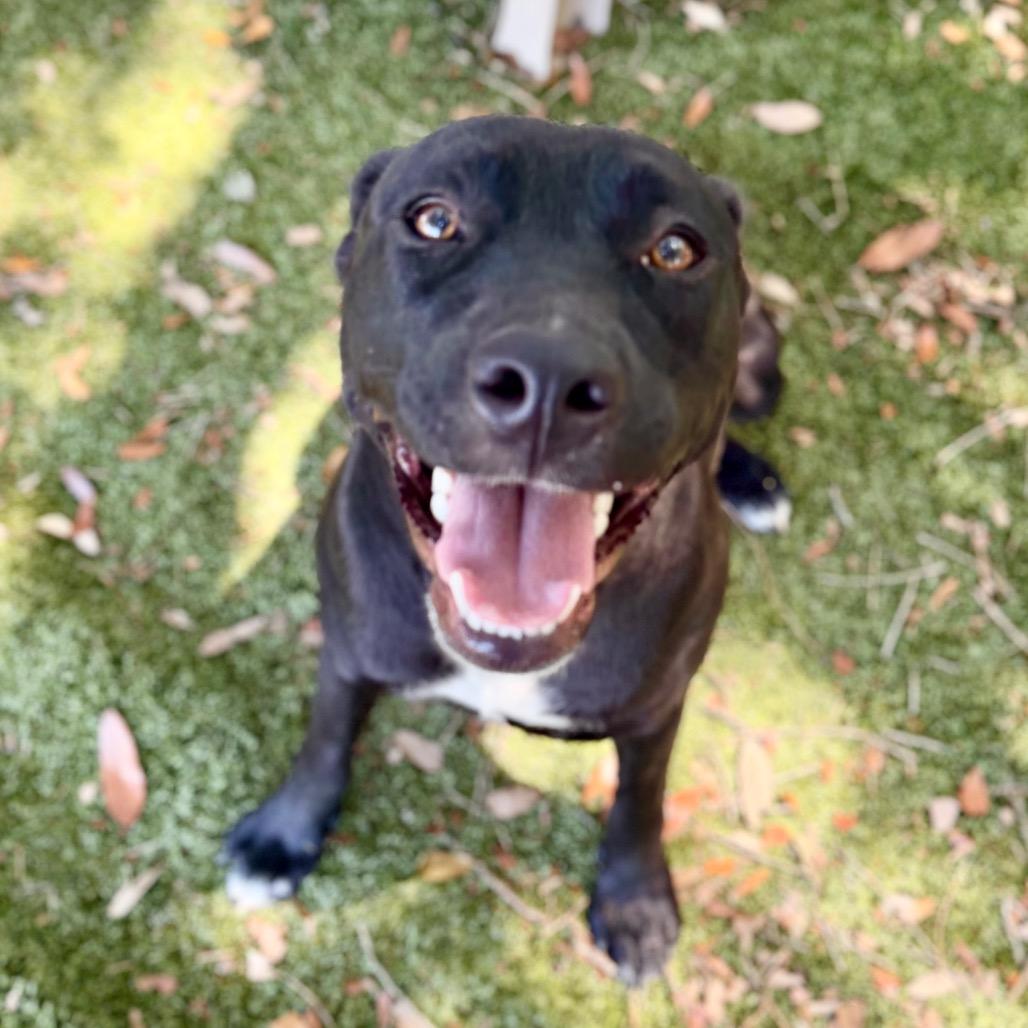 Sweet Pea, a Adoptable Mixed Breed in Milton, FL image 2/2