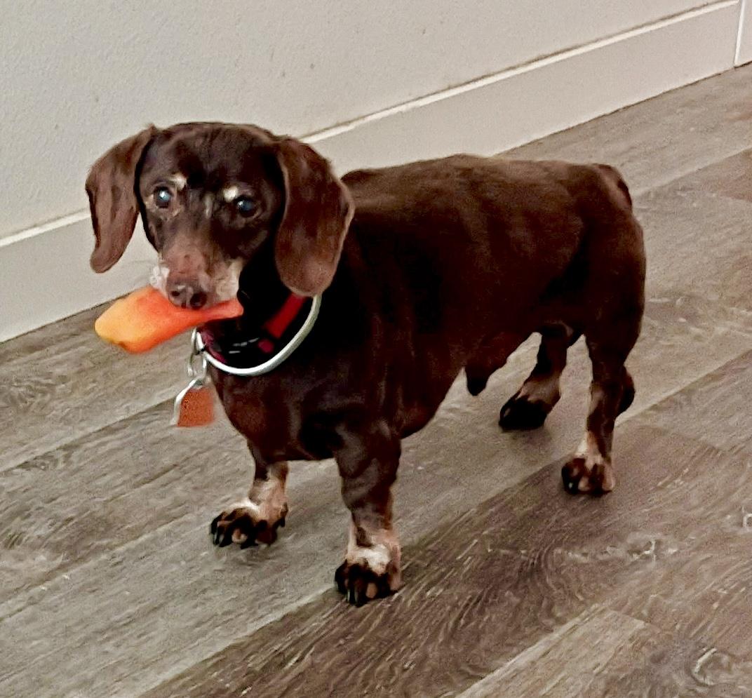 Clifford, adopted, Senior Male Dachshund.