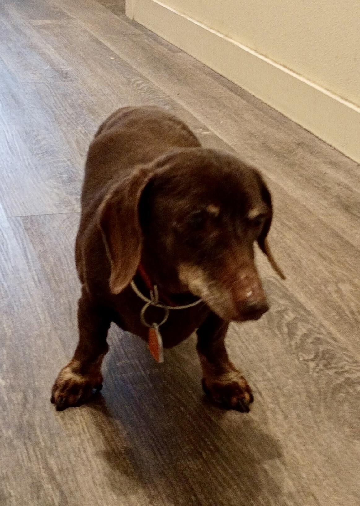 Enlarge Clifford, an adopted Dachshund in Portland, OR image 3/3