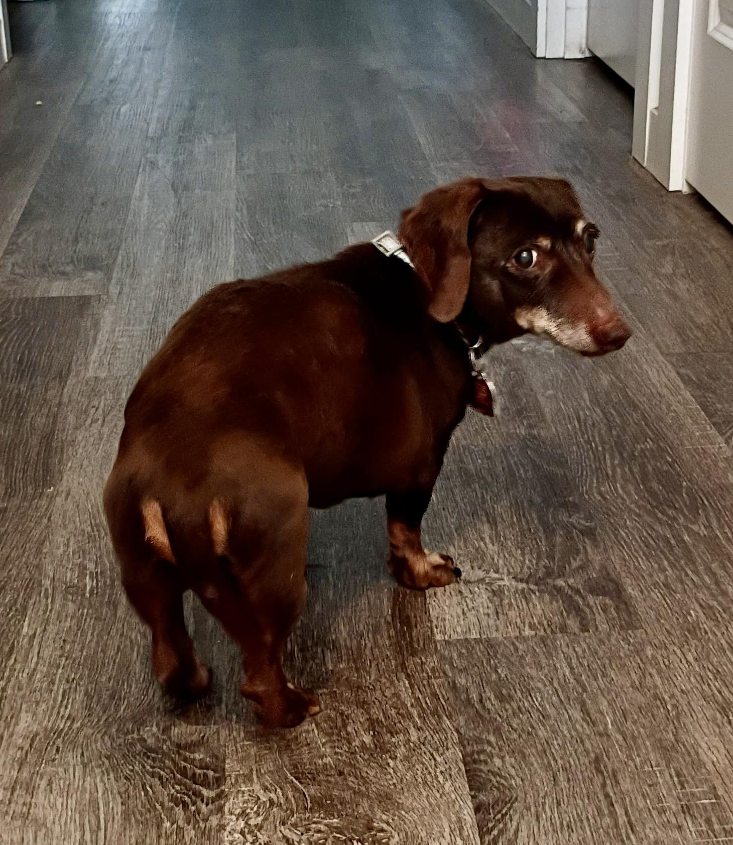 Enlarge Clifford, an adopted Dachshund in Portland, OR image 2/3