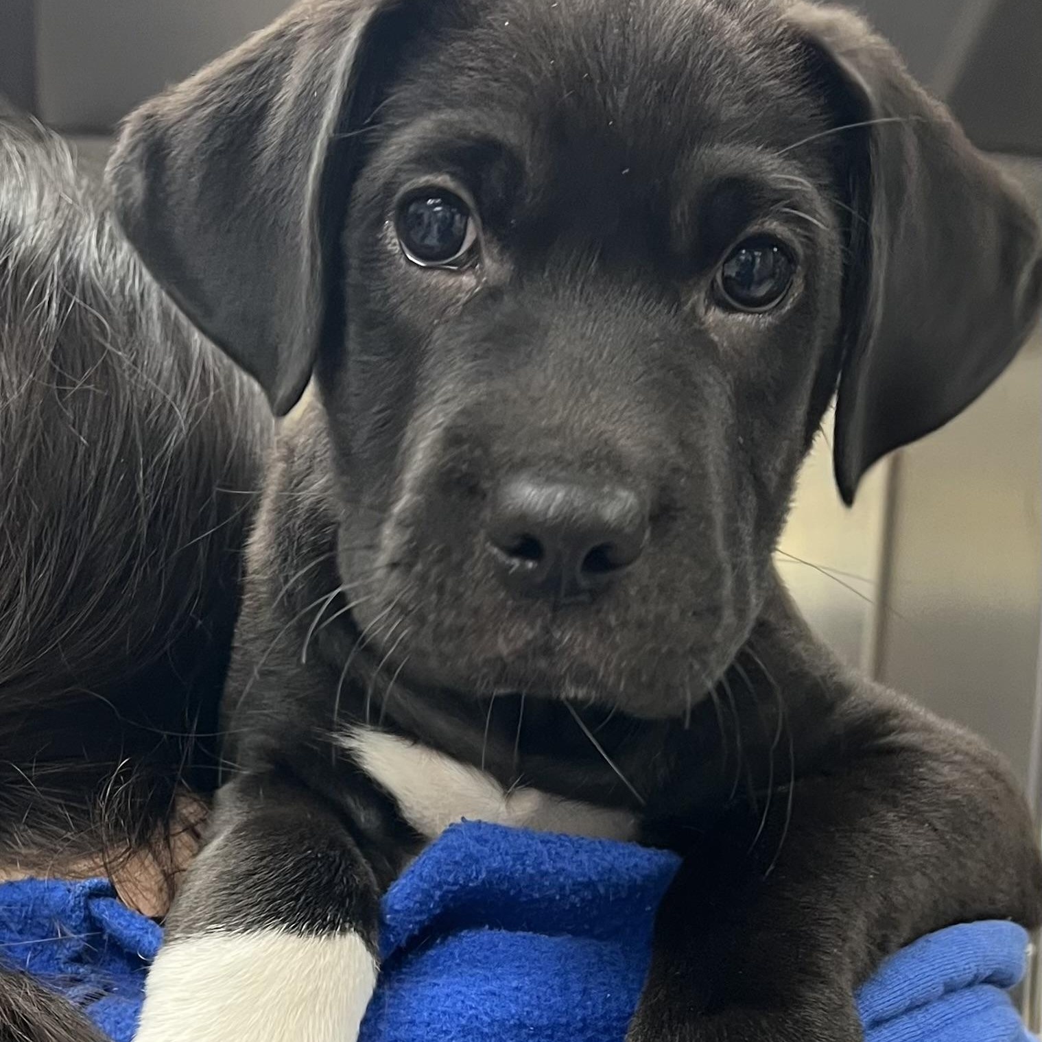 Timmy, adopted, Young Male Mixed Breed.