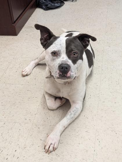 Enlarge Kermit, a Adoptable mixed breed in Savannah, GA image 2/3