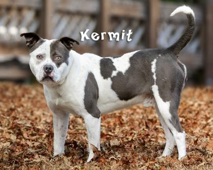 Enlarge Kermit, a Adoptable mixed breed in Savannah, GA image 2/3