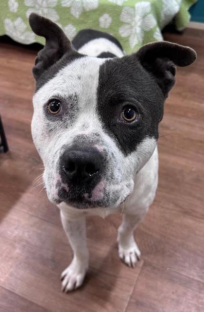 Enlarge Kermit, a Adoptable mixed breed in Savannah, GA image 3/3