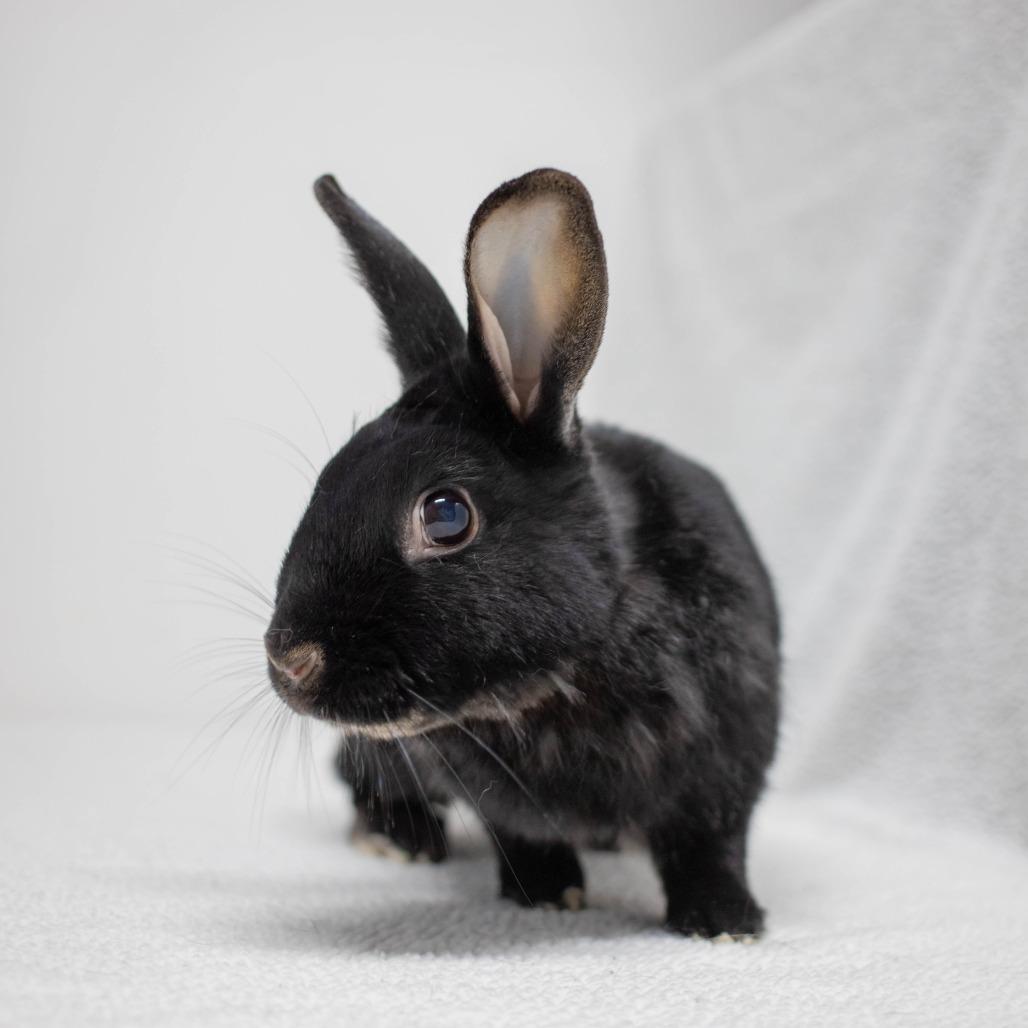 Enlarge Scout, a Adoptable Havana in San Diego, CA image 4/6