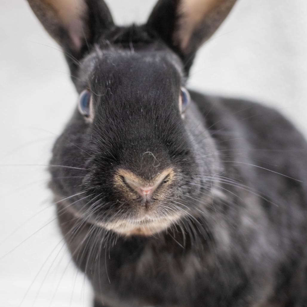 Enlarge Scout, a Adoptable Havana in San Diego, CA image 5/6