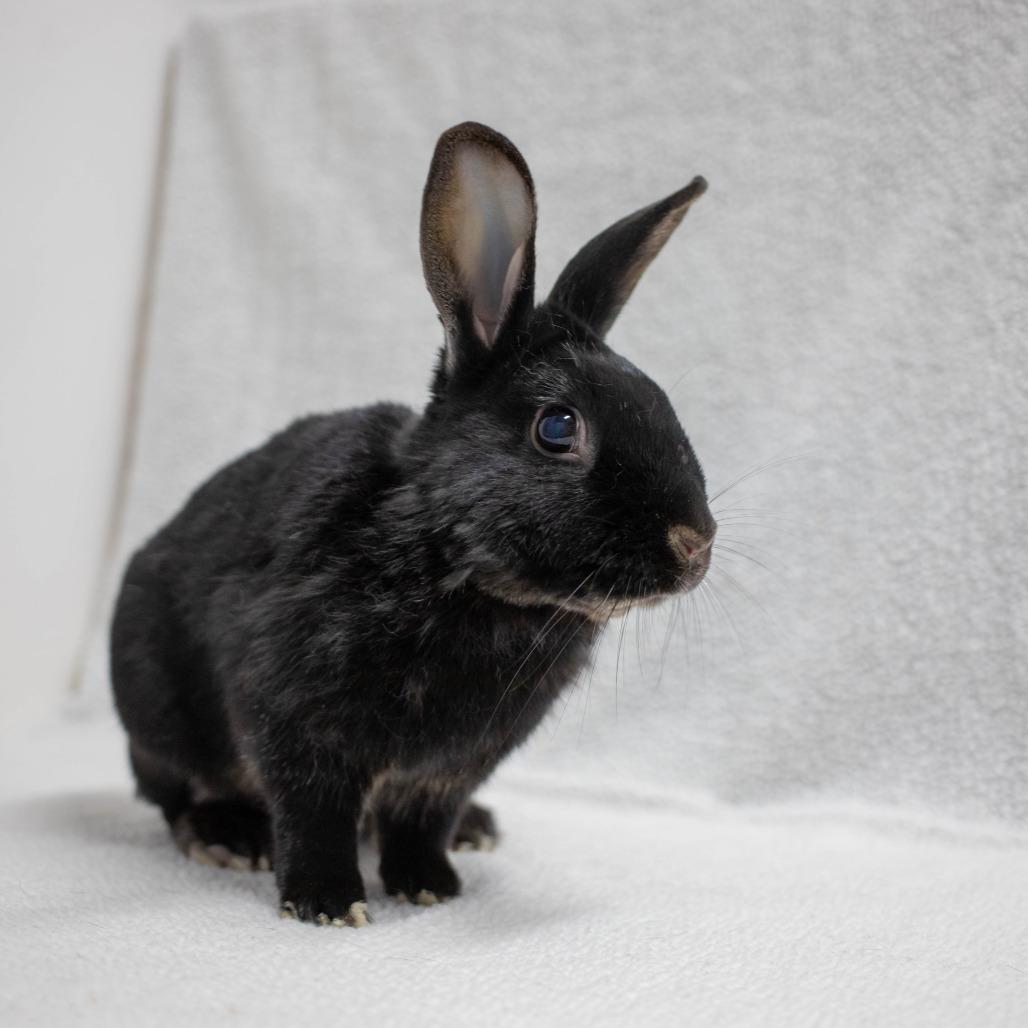 Enlarge Scout, a Adoptable Havana in San Diego, CA image 6/6