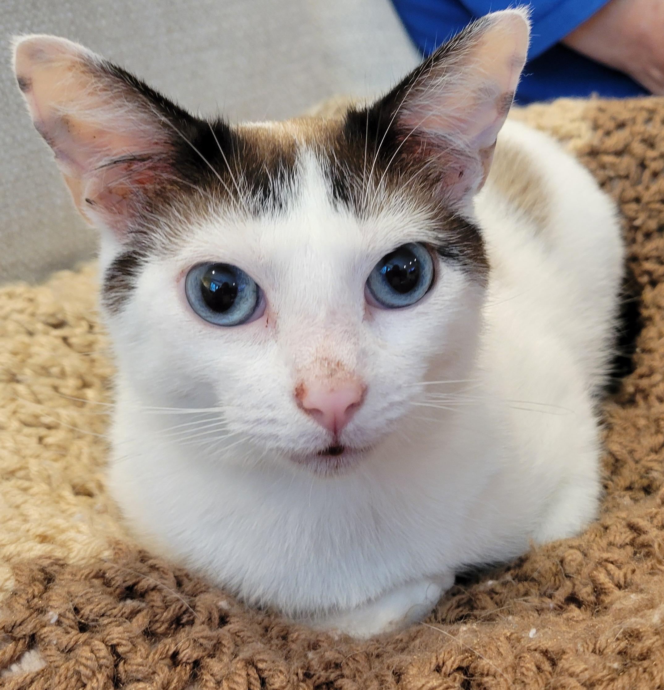 Miranda, an adoptable Siamese, Snowshoe in Knoxville, TN, 37922 | Photo Image 1