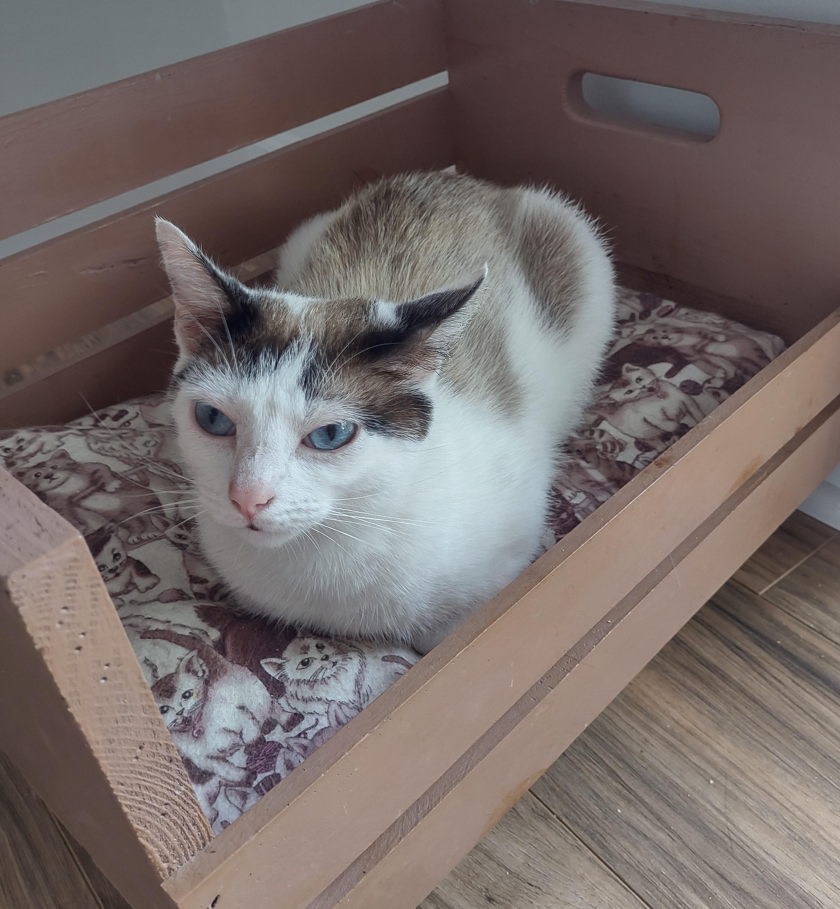 Miranda, an adoptable Siamese, Snowshoe in Knoxville, TN, 37922 | Photo Image 2