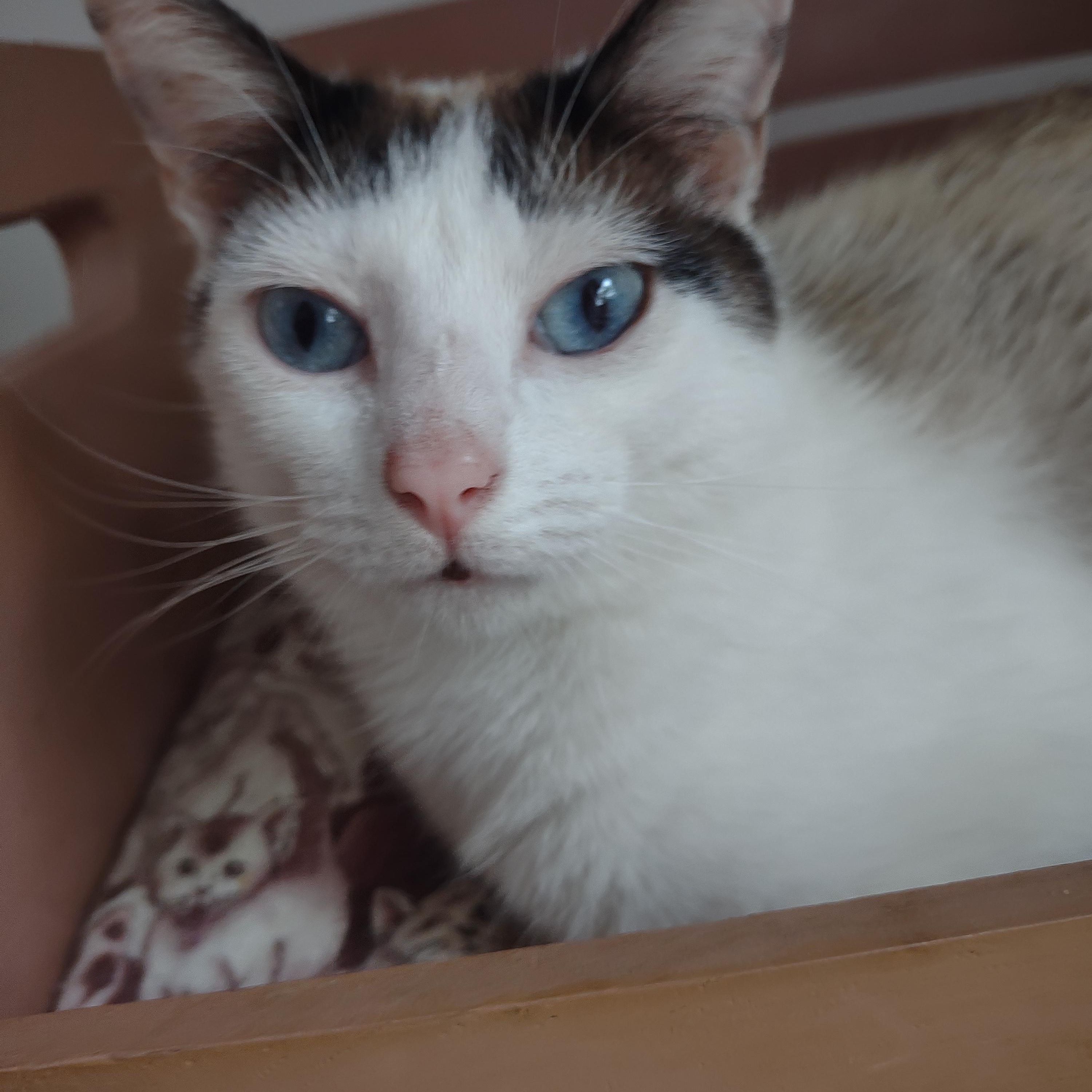 Miranda, an adoptable Siamese, Snowshoe in Knoxville, TN, 37922 | Photo Image 3