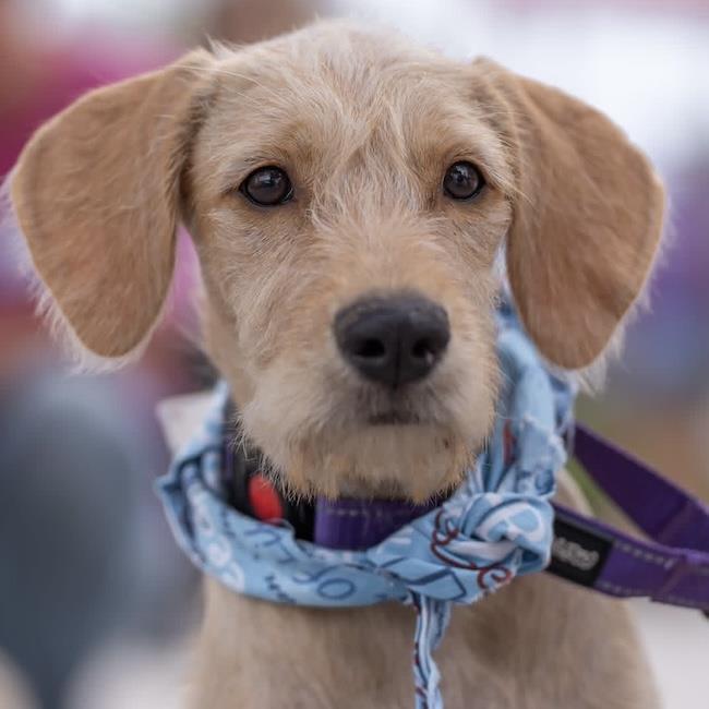 Surf Pup - Glassy, Adoptable, Puppy Female Spaniel & Wire Fox Terrier.