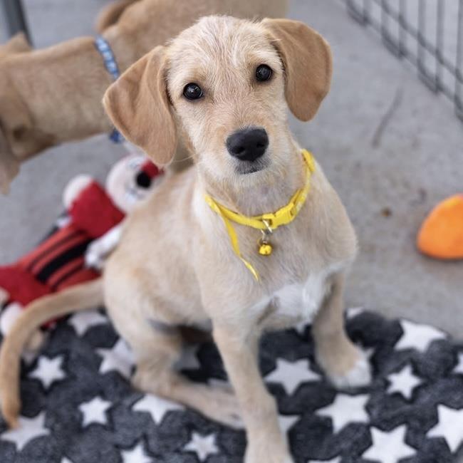 Enlarge Surf Pup - Glassy, a Adoptable mixed breed in San Diego, CA image 2/3