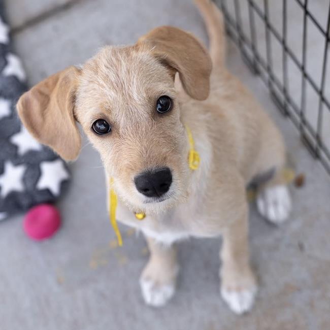 Enlarge Surf Pup - Glassy, a Adoptable mixed breed in San Diego, CA image 3/3