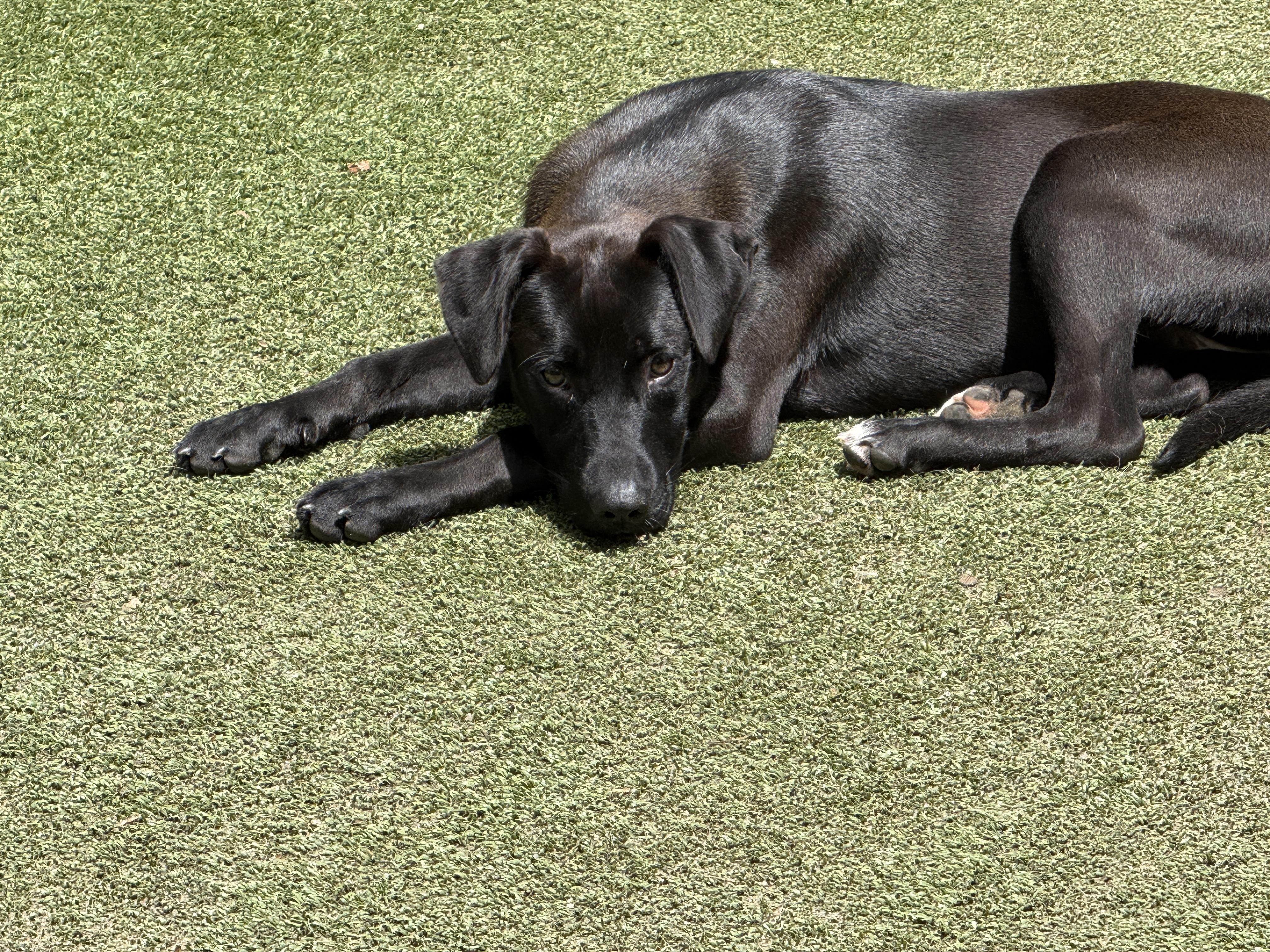 Adaline, a ADOPTABLE mixed breed in Cortlandt Manor, NY image 3/3