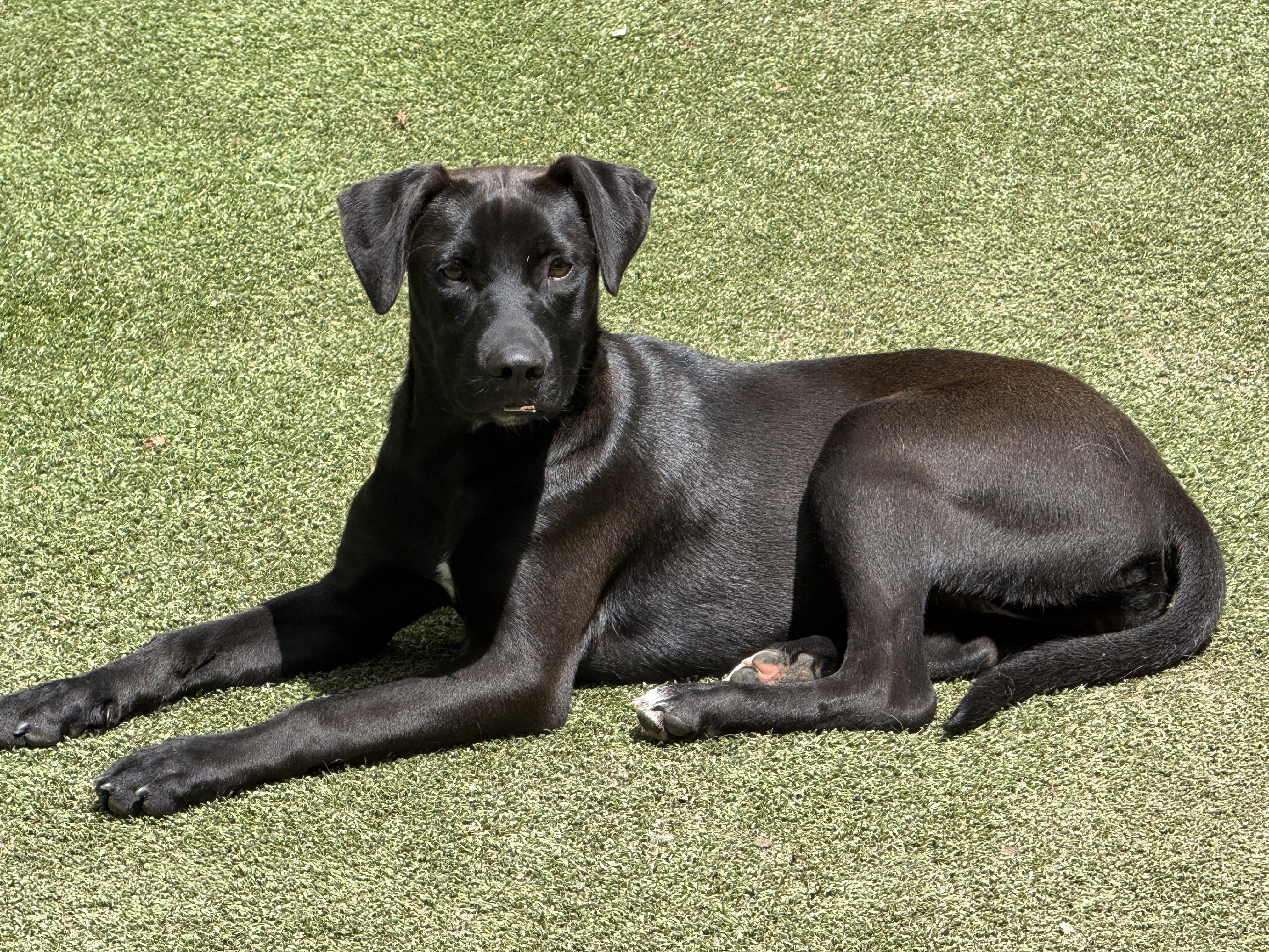 Adaline, ADOPTABLE, Young Female Labrador Retriever & Hound.