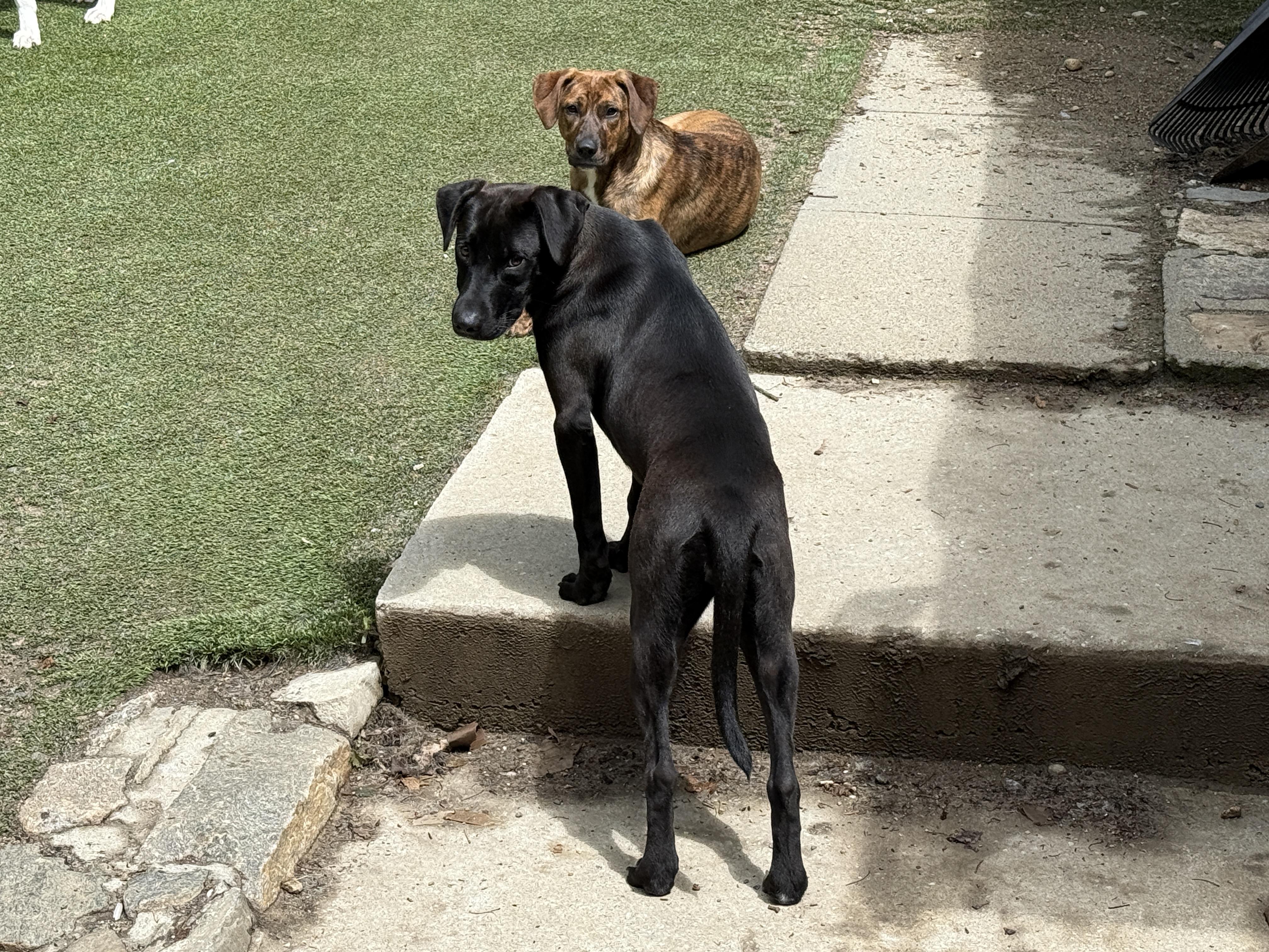 Adaline, a ADOPTABLE mixed breed in Cortlandt Manor, NY image 2/3