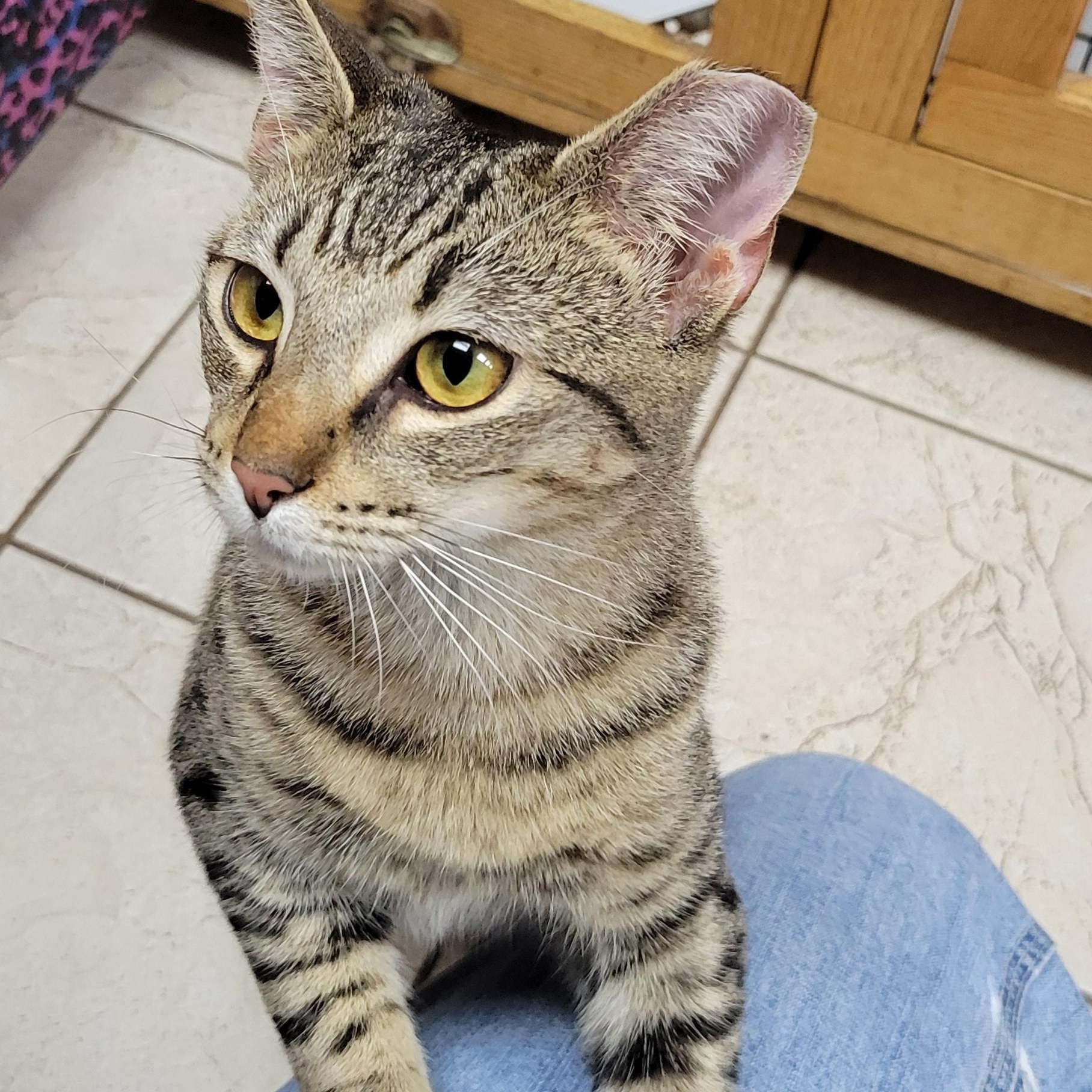 Brady, Adopted, Kitten Male Tabby.