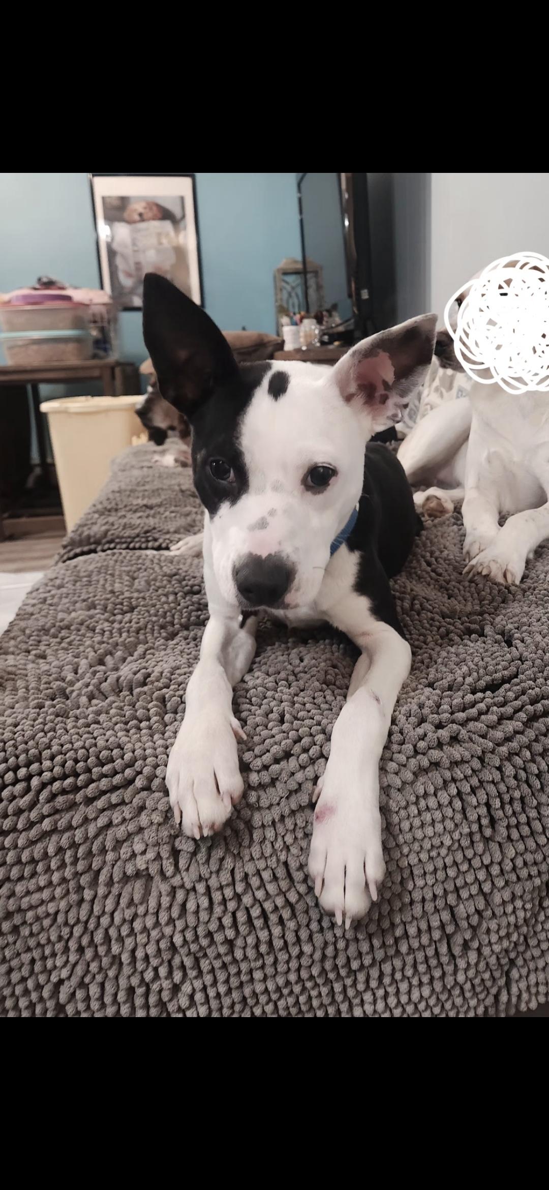 Enlarge Peanut , a ADOPTABLE Mixed Breed in Succasunna, NJ image 1/6