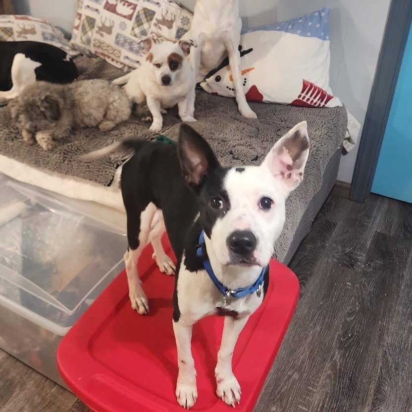 Enlarge Peanut , a ADOPTABLE Mixed Breed in Succasunna, NJ image 2/6