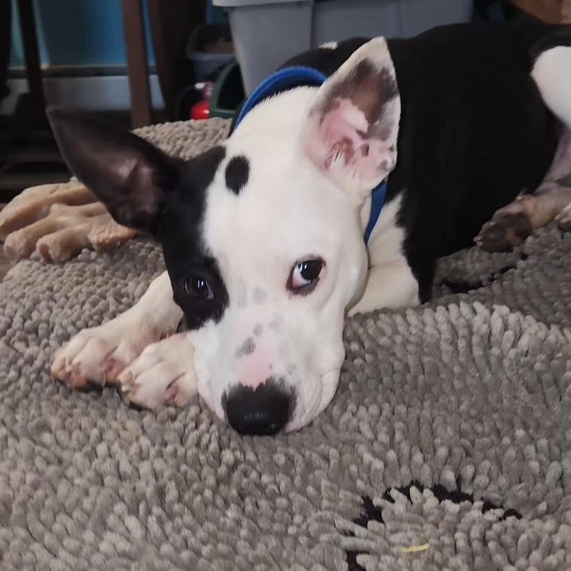 Enlarge Peanut , a ADOPTABLE Mixed Breed in Succasunna, NJ image 6/6