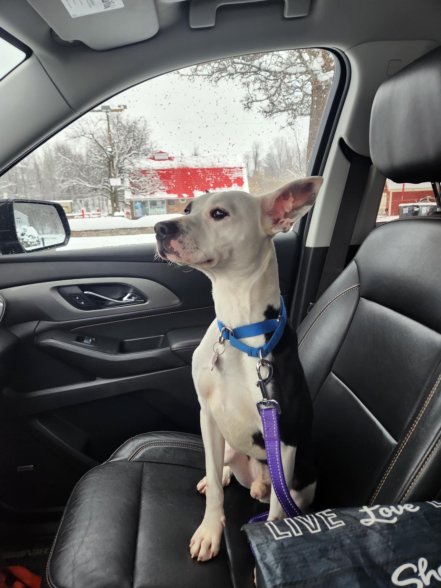 Enlarge Peanut , a ADOPTABLE Mixed Breed in Succasunna, NJ image 3/6