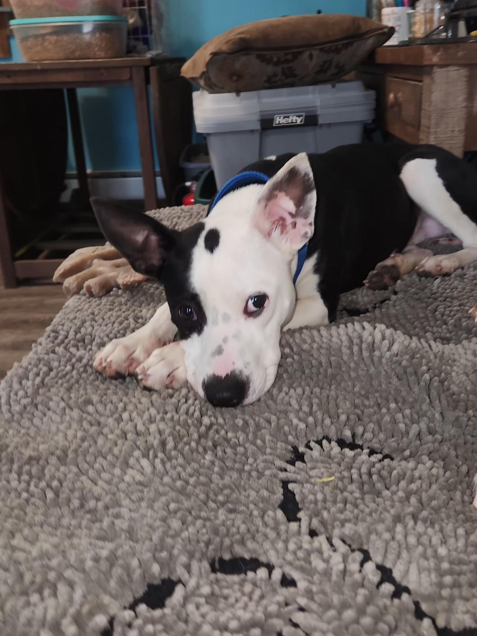 Enlarge Peanut , a ADOPTABLE Mixed Breed in Succasunna, NJ image 5/6