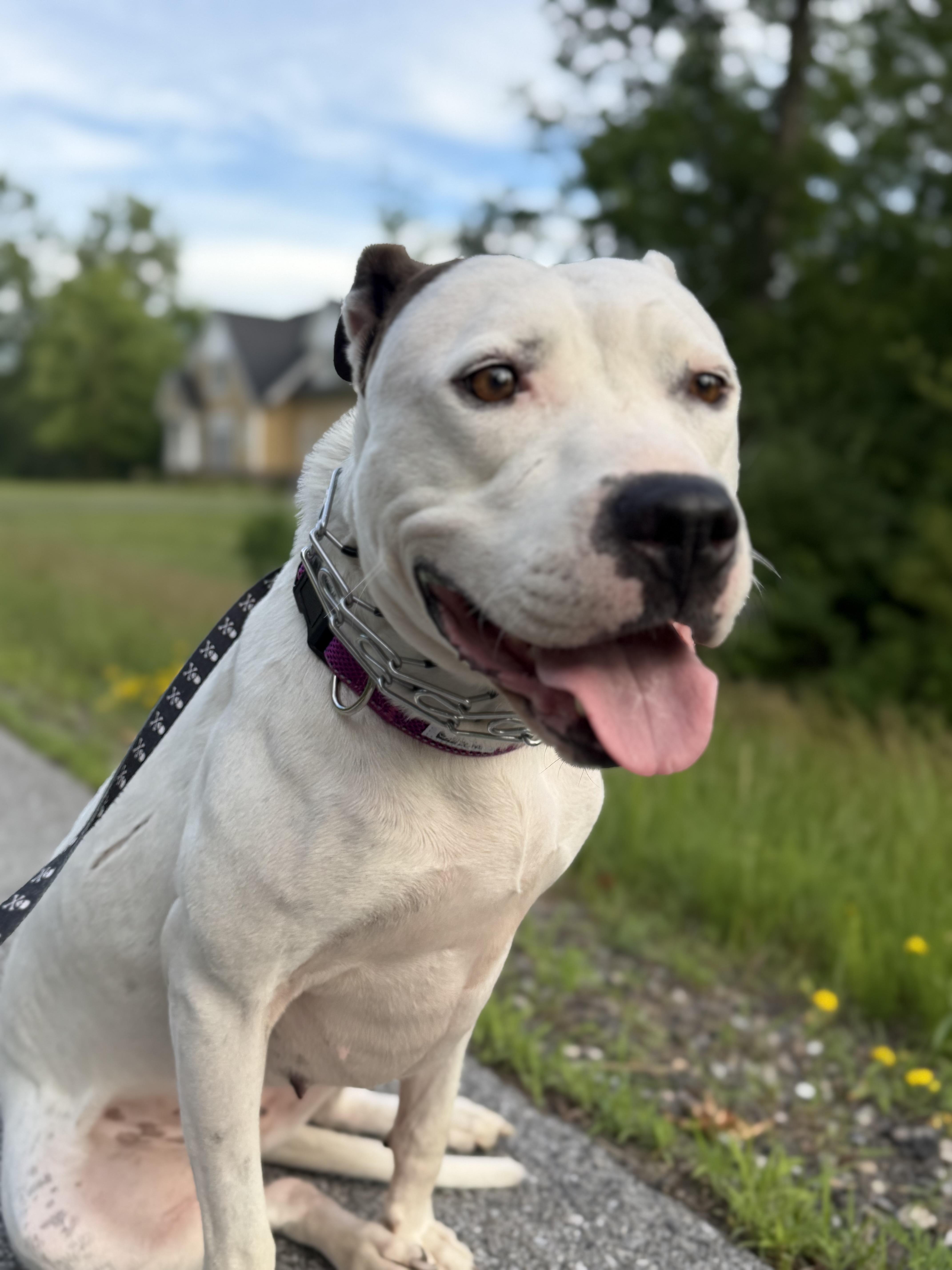 Amora, ADOPTABLE, Young Female Mixed Breed.
