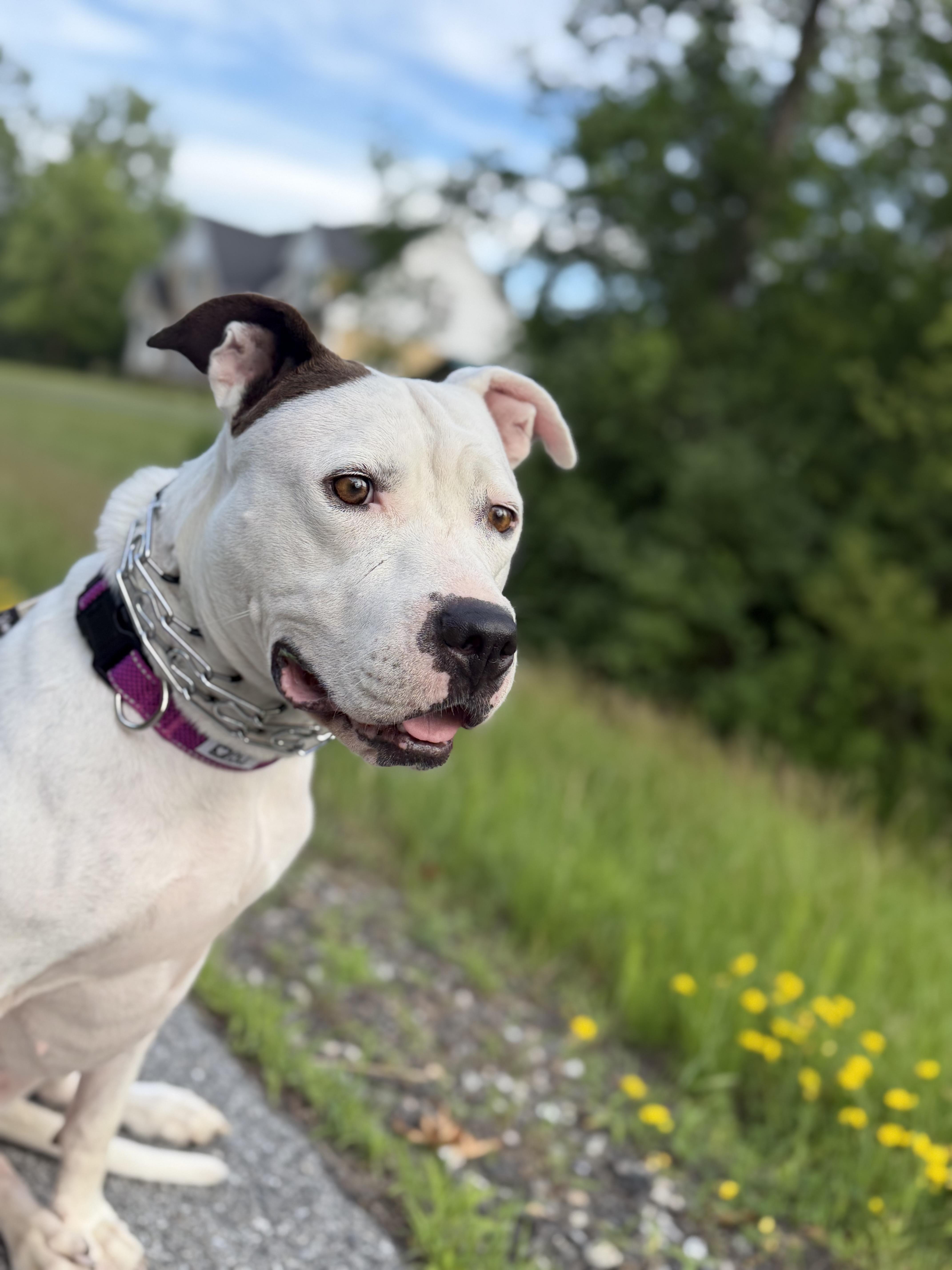 Enlarge Amora, a ADOPTABLE Mixed Breed in Saratoga Springs, NY image 4/5