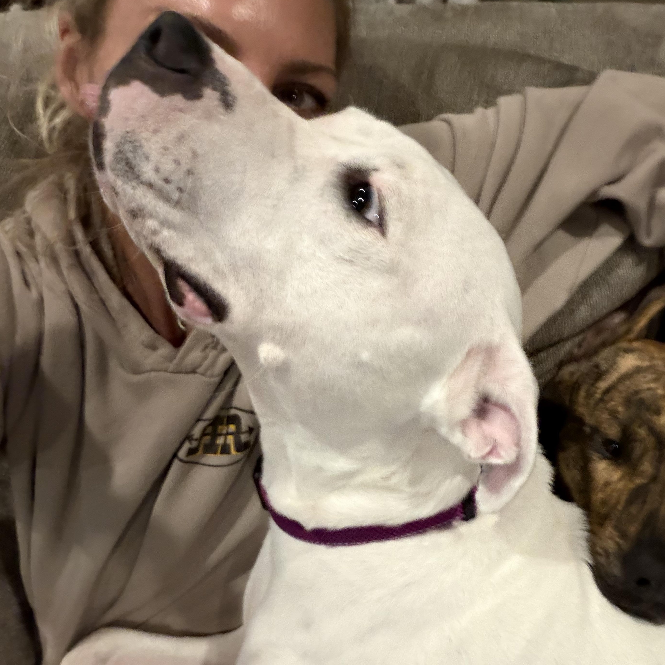 Enlarge Amora, a ADOPTABLE Mixed Breed in Saratoga Springs, NY image 2/5