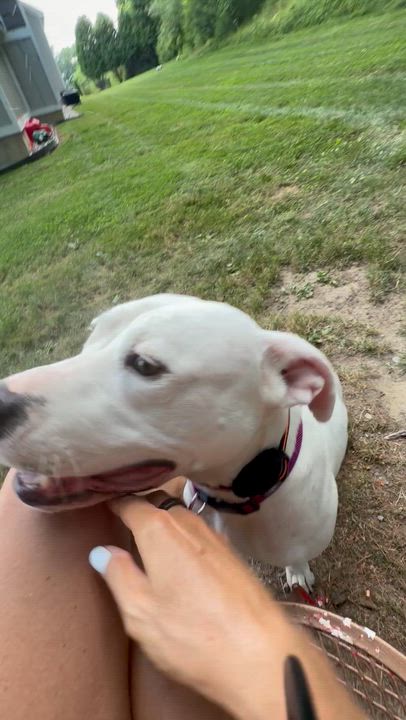 Enlarge Amora, a ADOPTABLE Mixed Breed in Saratoga Springs, NY video 5/5