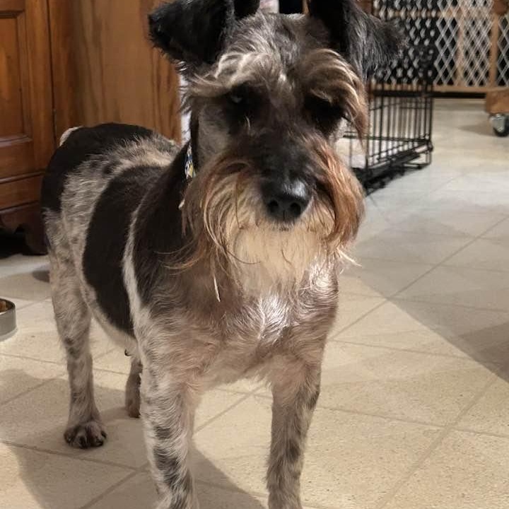 Dottie
