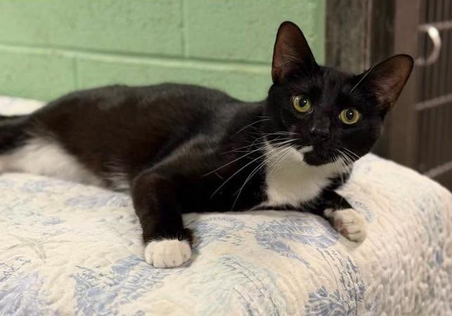 Enlarge Johnny Dep, a Adoptable Domestic Short Hair in North Myrtle Beach, SC image 2/6