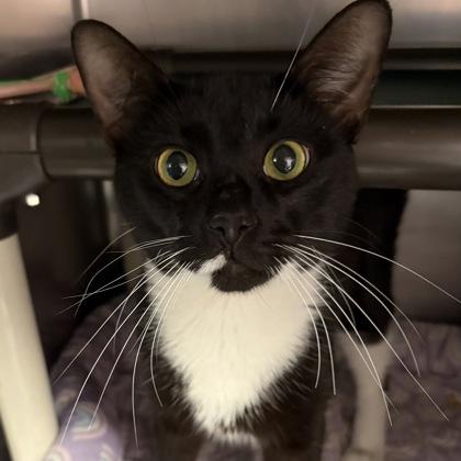 Enlarge Johnny Dep, a Adoptable Domestic Short Hair in North Myrtle Beach, SC image 6/6