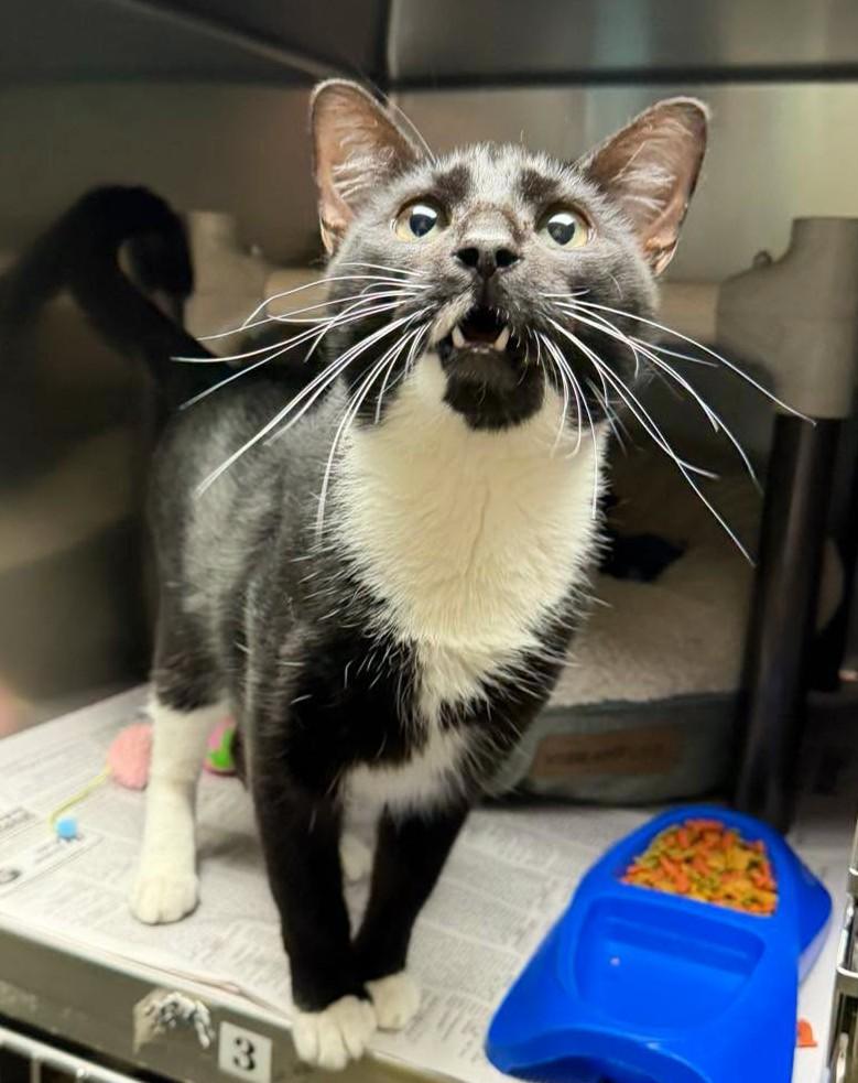Enlarge Johnny Dep, a Adoptable Domestic Short Hair in North Myrtle Beach, SC image 3/6