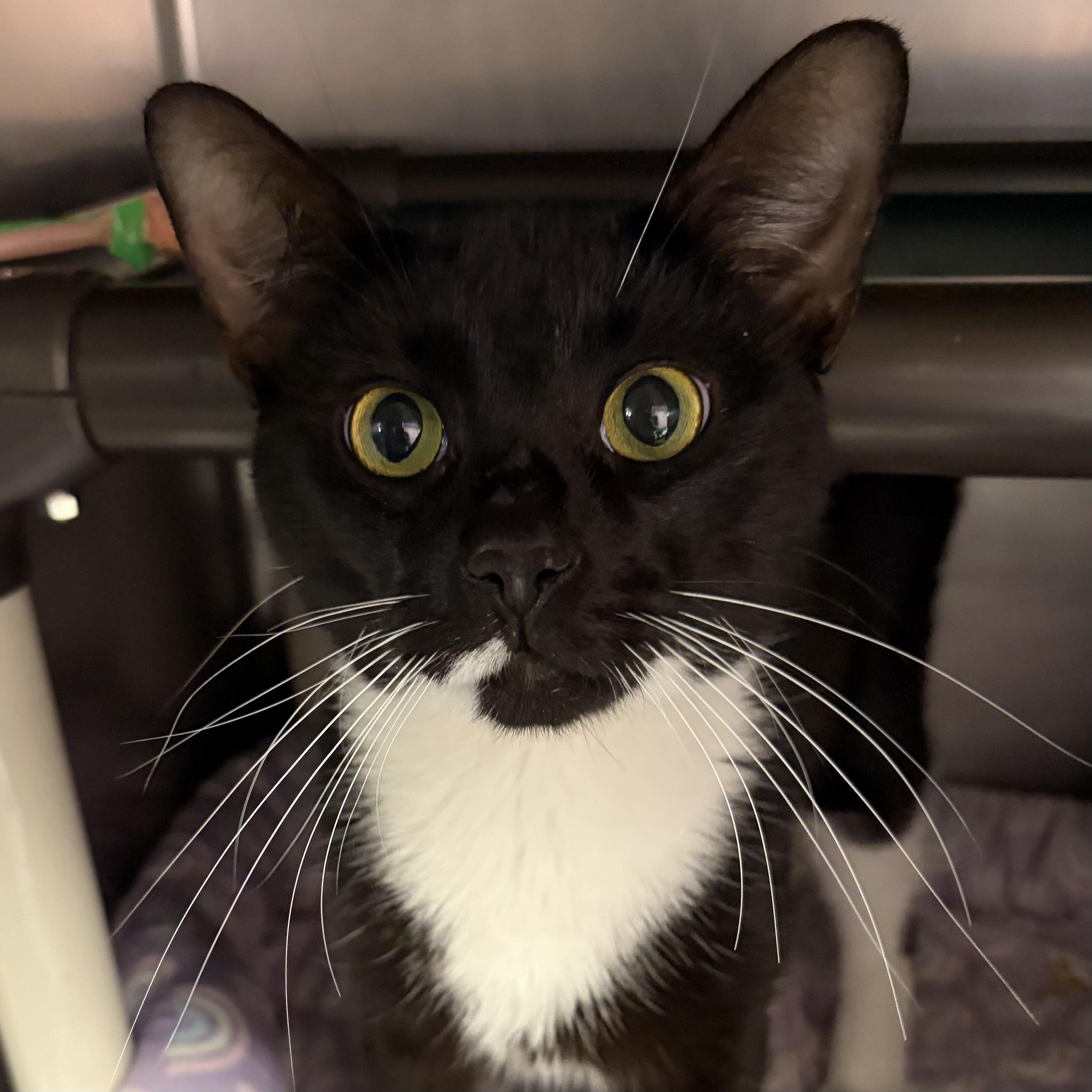 Enlarge Johnny Dep, a Adoptable Domestic Short Hair in North Myrtle Beach, SC image 4/6